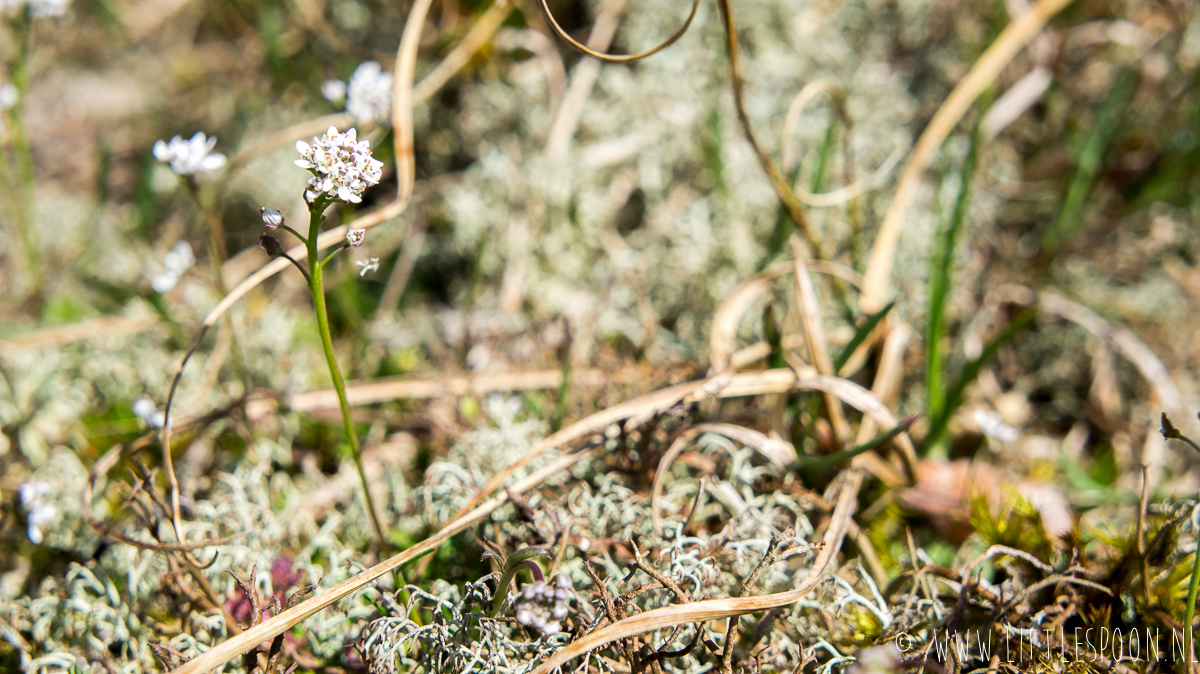 Wildplukken in Zeeland met Thijs Meliefste + wildpluktips