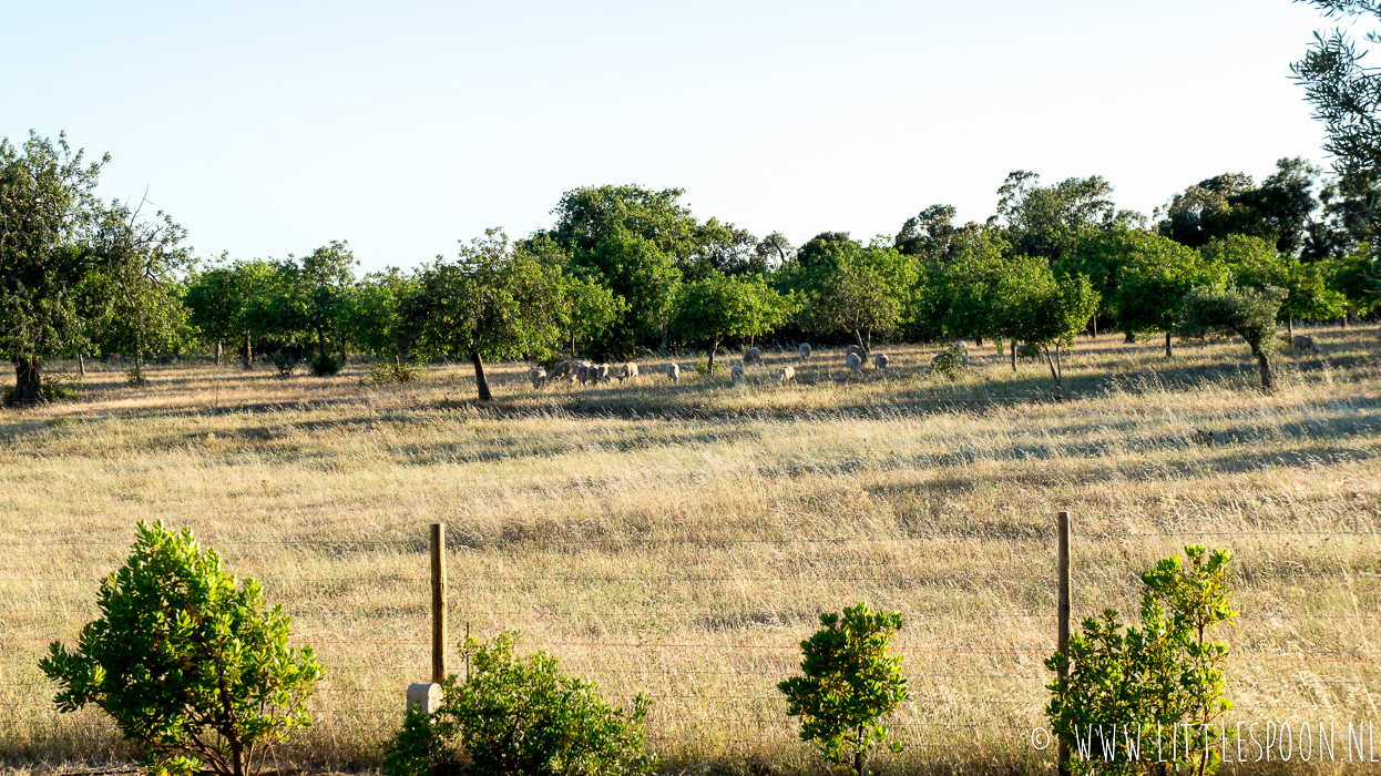 Slapen bij Pensao Agricola, een paradijs in de Algarve