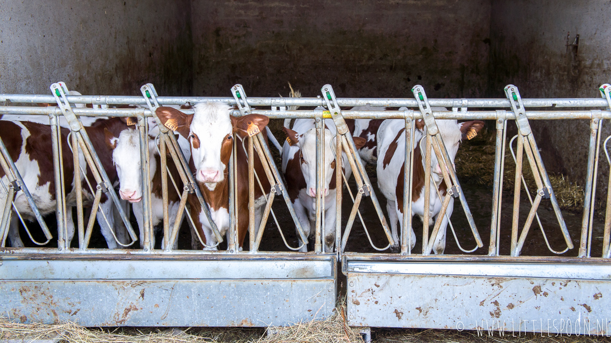 Reisdagboek Auvergne #3: Vulkanen beklimmen, truffade en kaasboerderijen