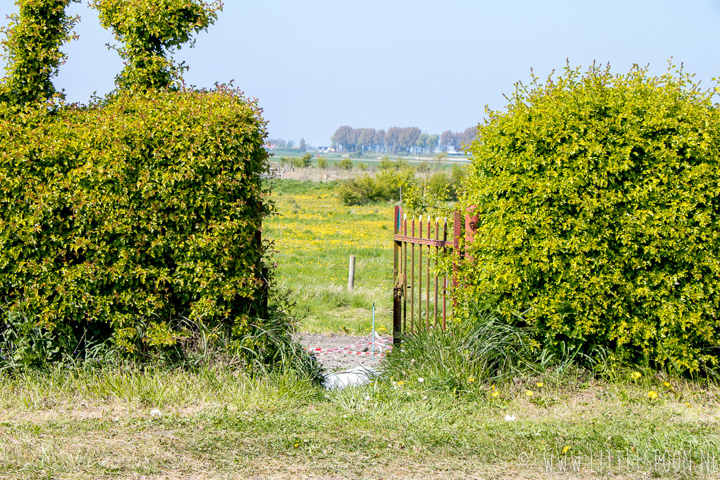 Theetuin In de Morelleput // voor de lekkerste rabarbertaart 