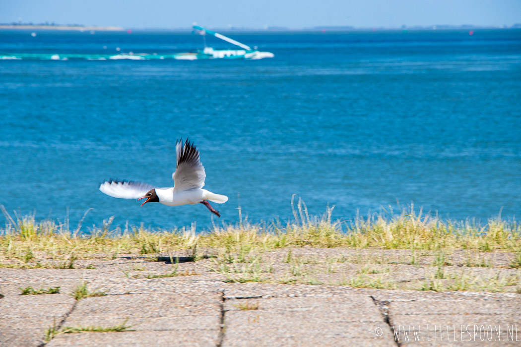 Foodjutters in Terneuzen // verse friet met uitzicht op de Westerschelde