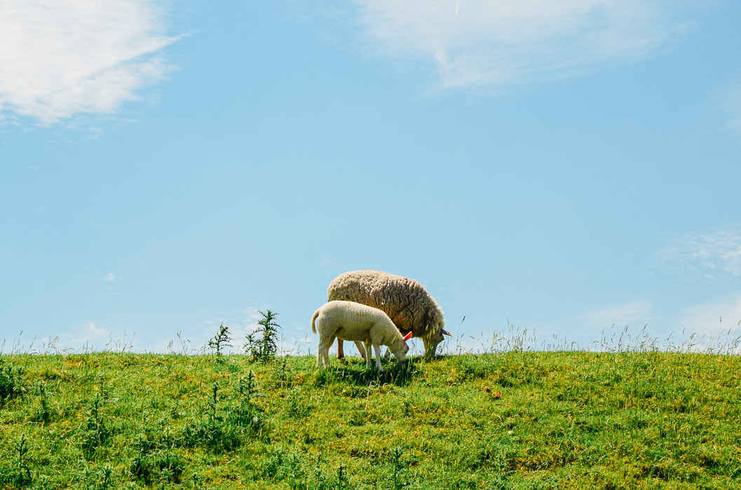 Waddenland